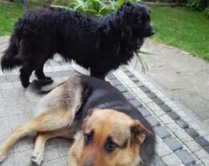 pets in polish
