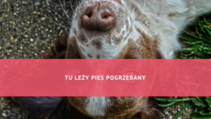 Tu leży pies pogrzebany – Skąd wziął się ten frazeologizm? Ćwiczenia