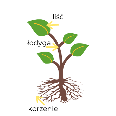 [A2] Rośliny doniczkowe / Indoor plants